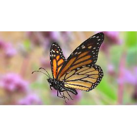 Monarch Butterfly Rigged 3D